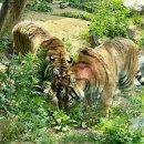 보듬 반려견미용실 | 부산 해운대 애견미용실 미용도 잘하고 픽업도 잘하는 강아지미용실