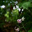 솔나리민박 이미지