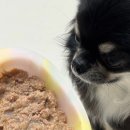 더펫샵(압량점) 이미지