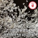충훈터널_석수도서관 | 안양 충훈부 벚꽃축제 가는 방법 위치 실시간 현황 후기