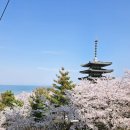 아름빛유치원 | 튤립 대신 벚꽃을 선택한 이유,그 날 제 인생이 조금 바뀌었습니다.