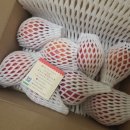 정들농원 | 청송사과 부사사과 꿀사과 추천 '정담아농원 부사사과' 후기