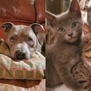 멍냥이 스토리 이미지