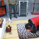 프로카 모터스 이미지