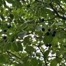 가로수약국 이미지