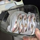 코스트코 코리아 고척점 | 에어프라이어로 만든 알이 꽉 찬 도루묵 구이 가격 · 손질법 · 레시피 │ 코스트코코리아 고척점