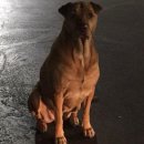 맥도날드 앞 이미지