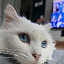 횡성축협동물병원 | 횡성군에 길고양이가 있다면, 지금 이걸 알아두세요