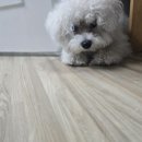 몽실펫 | 바다네 펫시터 강아지돌봄 비숑 후기