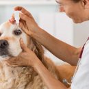 목감동물병원 이미지