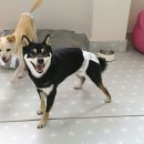 상순이네 하우스 이미지