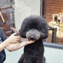 메종VIP203 이미지