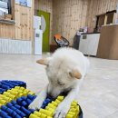 상주애견 이미지