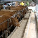 상기농장 이미지