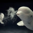 구여운 흰돌고래들 이미지