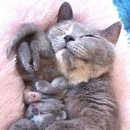 숲 동물의료센터 이미지