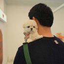 천안 강아지분양 고양이분양 파라다이스펫본점 이미지