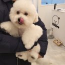 베이비숑 그루밍 이미지