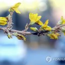 개나리공원 앞 이미지