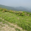 은보