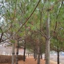 강당말공원 이미지