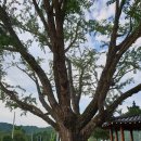 행곡4리(주천대) 이미지