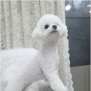 냥만스럽개 이미지