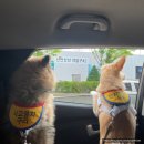 멍멍아 준비땅 이미지