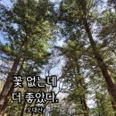 오대산서울 | 꽃 없었는데 더 좋았다...오대산 선재길.전나무숲길 4월 후기