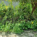 제이루팡 이미지