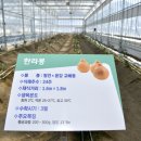 장수작물 프레시안