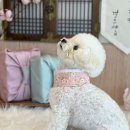털로덮인친구들 수원매교점 네이버블로그