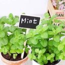 모히토 애플민트 키우기 여름에도 쑥쑥 이미지