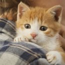 아이안 동물의료센터 이미지