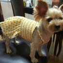 김쌤애견 이미지