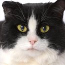 김해동물메디컬센터 이미지