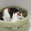 대상펫라이프(주) | 네이버 펫 바우처 바잇미 고양이 숨숨 바스켓 풀 세트 4만 원대 할인 구입