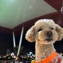 대왕초장 이미지