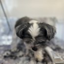 출장펫쌀롱 빙구네 이미지