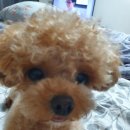 미스터 몽 이미지