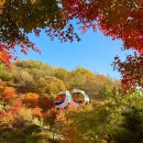 숲실의 집 | 아이랑 화담숲 단풍시기 2025 · 실시간 후기 · 예매 주차 꿀팁 총정리