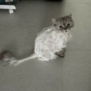 몽이묭실 이미지