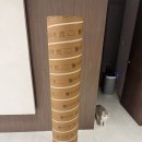 히든캣 | 고양이 캣폴 내돈내산, 집사의 반격 기둥형 캣타워 솔직후기