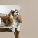 여수애견하우스 이미지