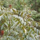 INCA CAMP MOTEL 이미지