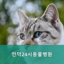 만덕24시동물병원 이미지