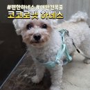 코코로 | 예쁘고 편한 강아지목줄 추천ㅡ코코로펫 하네스 착용후기
