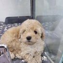 개 이쁘개 이미지