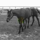 은석목장 이미지