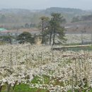 사슴이랑 배랑 농원 이미지